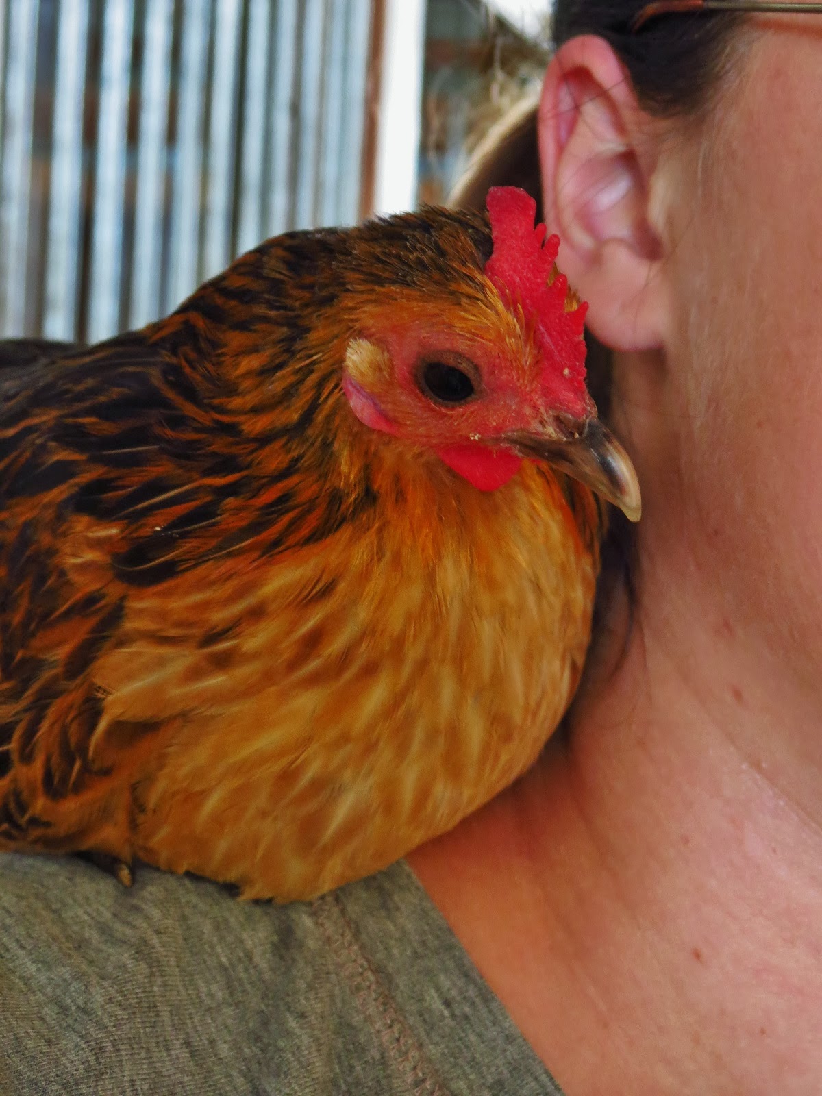 How smart are chickens? The Thrifty Homesteader